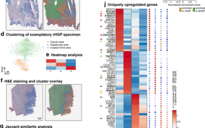 High-impact paper with single cell and spatial data